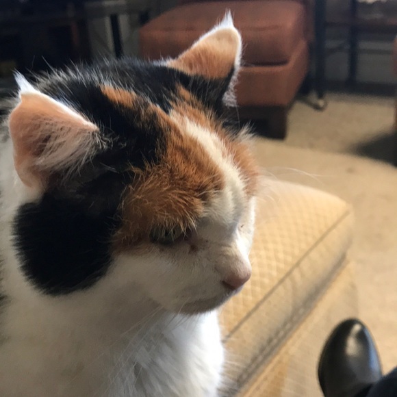 Meet your Posher, Laura - Picture 1 of 1